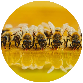 bee science