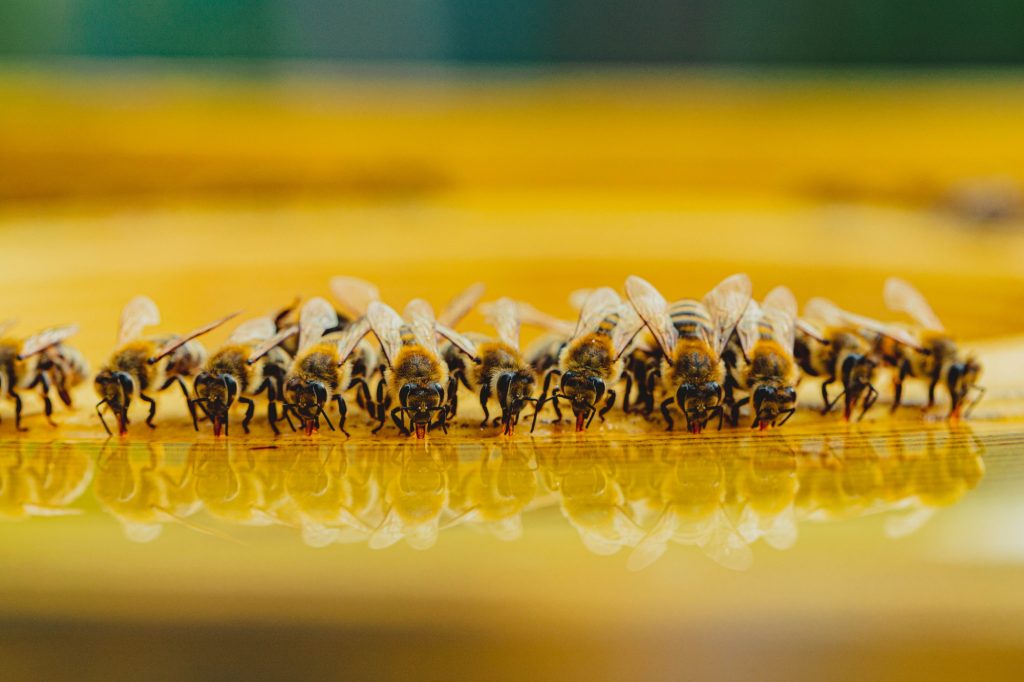 hrana-albinelor-in-anotimpul-rece